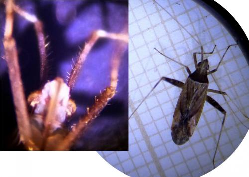 Réf. 248 300 : Phytocoris sp.